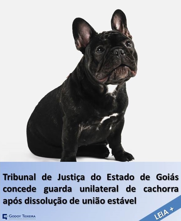 Tribunal de Justiça do Estado de Goiás concede guarda unilateral de cachorra após dissolução de união estável