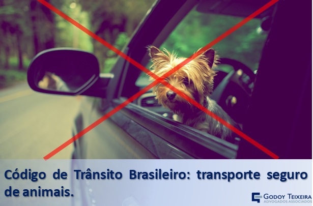 Código de Trânsito Brasileiro: transporte seguro de animais.