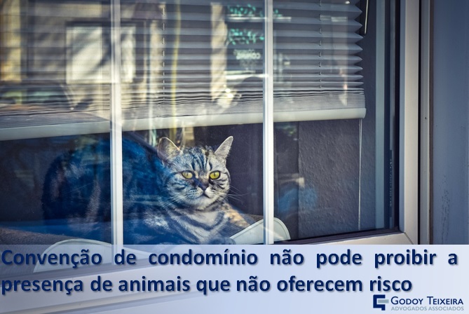 Convenção de condomínio não pode proibir a presença de animais que não oferecem risco 